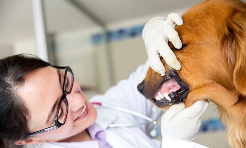 Common Dental Issues in Dogs: Symptoms, Treatment, and Prevention